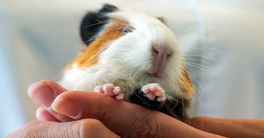 Świnka morska, przyczyny grzybicy