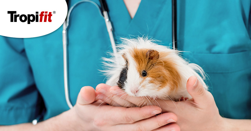 Grzybica u świnki morskiej, kawii domowej