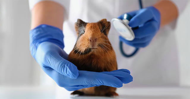 choroby serca u świnki morskiej