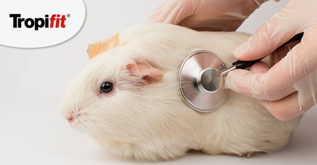 choroby u serca u świnki