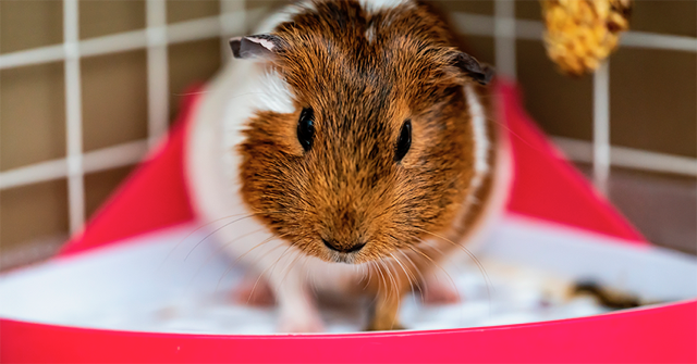 Świnka morska w kuwecie