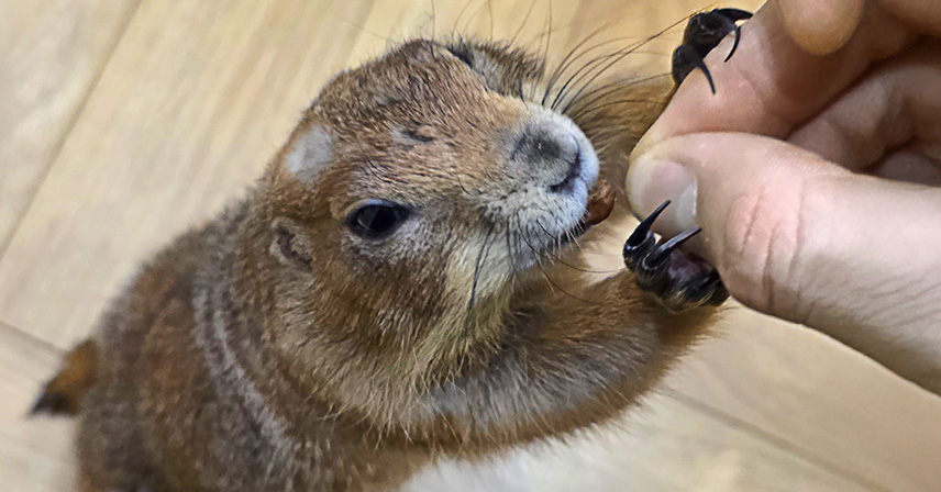 Piesek preriowy w domu