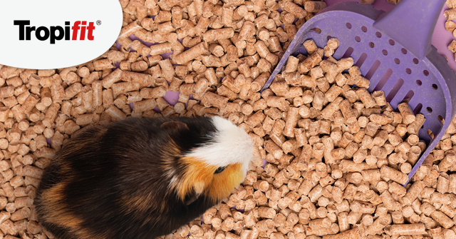 Kupa świnki morskiej