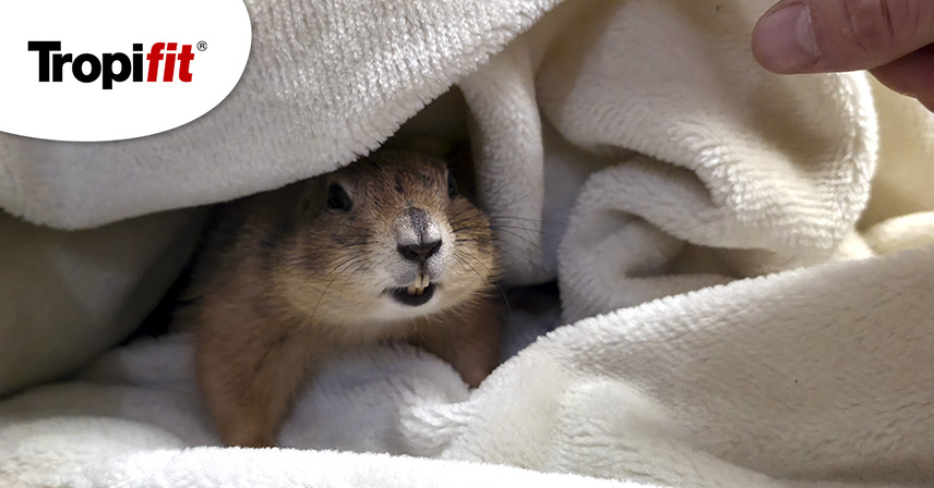 Piesek preriowy w domu