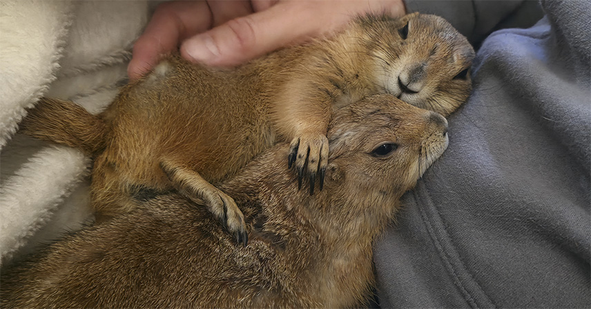 Tulące się pieski preriowe.