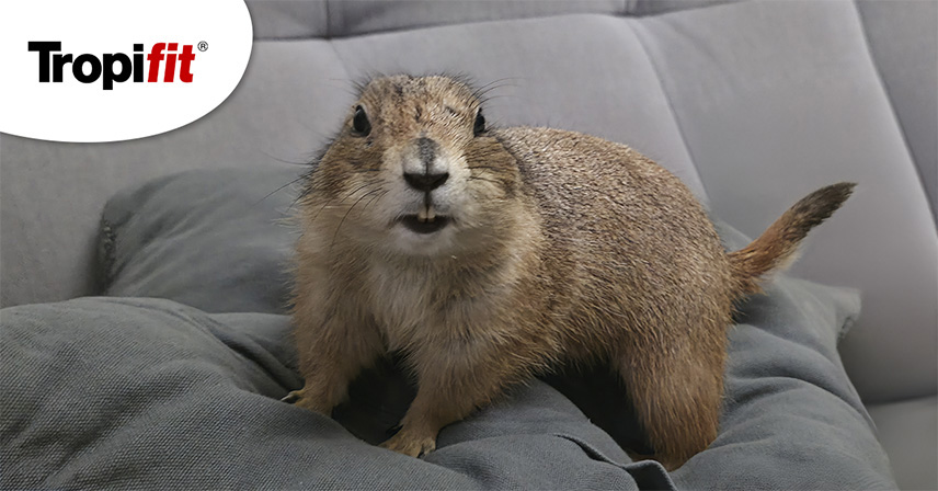 Kupno pieska preriowego