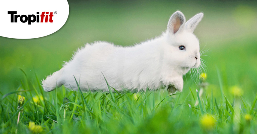 zapalenie stawów u królików