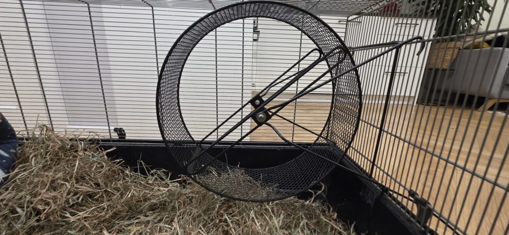 Kołowrotek dla pieska preriowego