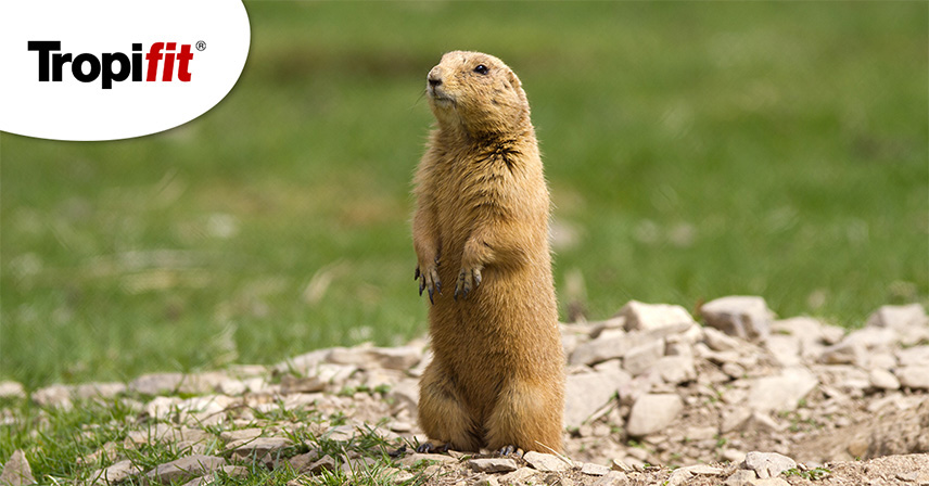 piesek preriowy w wolierze