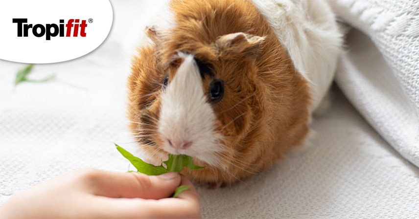 Żywienie świnki morskiej