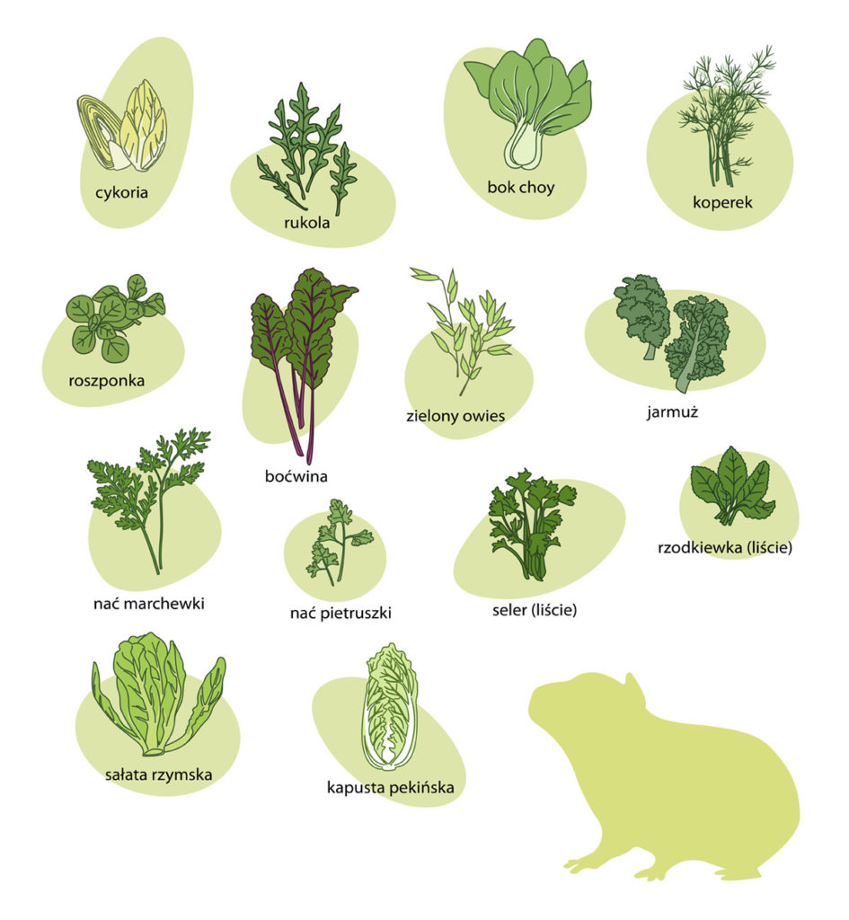 Zalecane, zielone warzywa dla świnki morskiej.